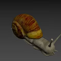 Small Snail With Brown Yellow Shell And Gray Body On Blurred Background