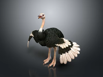 Realistic Ostrich With Long Neck Black Feathers White Wings And Tail In Standing Posture 3d model