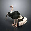 Realistic Ostrich With Long Neck Black Feathers White Wings And Tail In Standing Posture