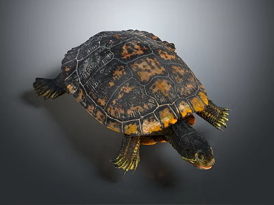 Colorful Turtle With Black Orange Shell Patterns Dark Head And Yellow Limb Edges On Gray Background 3d model