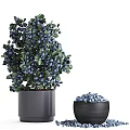 Blueberry Bonsai Potted Plants With Fresh Berries And Green Leaves In Decorative Pots