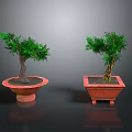Two Ornamental Potted Green Trees In Round And Square Red Planters On Dark Surface