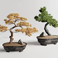 Two Bonsai Trees with Yellow and Green Foliage in Black Pots with Sand and Stones