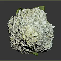Beautiful White Hydrangea Plant with Lush Green Leaves Against Gray Background