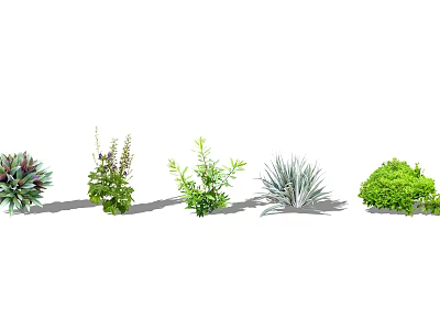 Different Ground Cover Plants For Landscaping With Evergreen Foliage And Texture 3d model