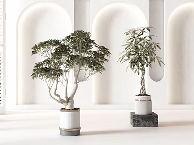 Bonsai Potted Plants In Modern Interior With White Arch Walls And Decorative Pots 3d model