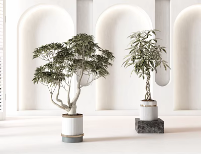 Bonsai Potted Plants In Modern Interior With White Arch Walls And Decorative Pots 3d model