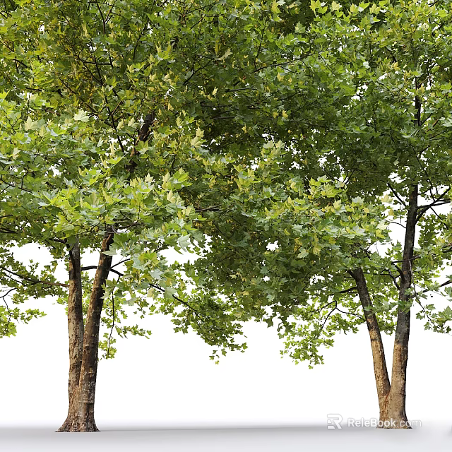Lush Arbor Trees with Green Foliage and Sturdy Trunks in Natural Environment 3d model 