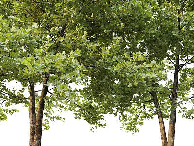 Lush Arbor Trees with Green Foliage and Sturdy Trunks in Natural Environment 3d model