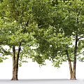 Lush Arbor Trees with Green Foliage and Sturdy Trunks in Natural Environment