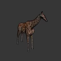 Majestic Tall Spotted Giraffe With Long Neck In Natural Outdoor Grassland