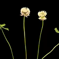 White Clover Flowers with Slender Stems and Clover Shaped Green Leaves on Black Background