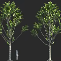 Two Green Trees With Human Figure For Scale Reference In Outdoor View 3d model