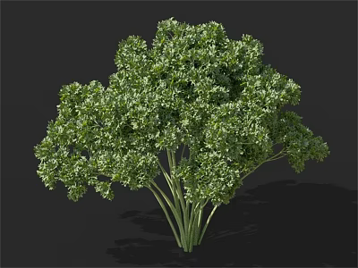 Fresh Green Parsley With Lush Leaves And Stems For Culinary Use 3d model