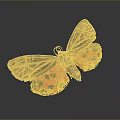 Orange And Black Butterfly With Spotted Striped Wings On Dark Background