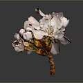 Beautiful Pink Cherry Blossom Blooms With Fresh Buds On Branch