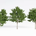 Modern Tree Landscape Tree Courtyard Model Tree 3d model