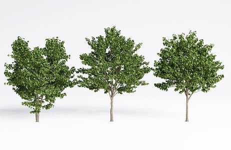 Modern Tree Landscape Tree Courtyard Model Tree 3d model