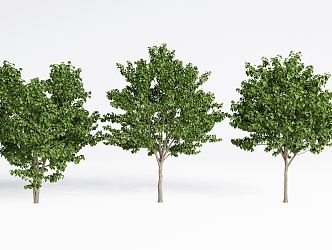 Modern Tree Landscape Tree Courtyard Model Tree 3d model