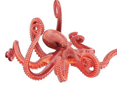 Red Octopus With Curled Tentacles Marine Life Underwater Creature 3d model