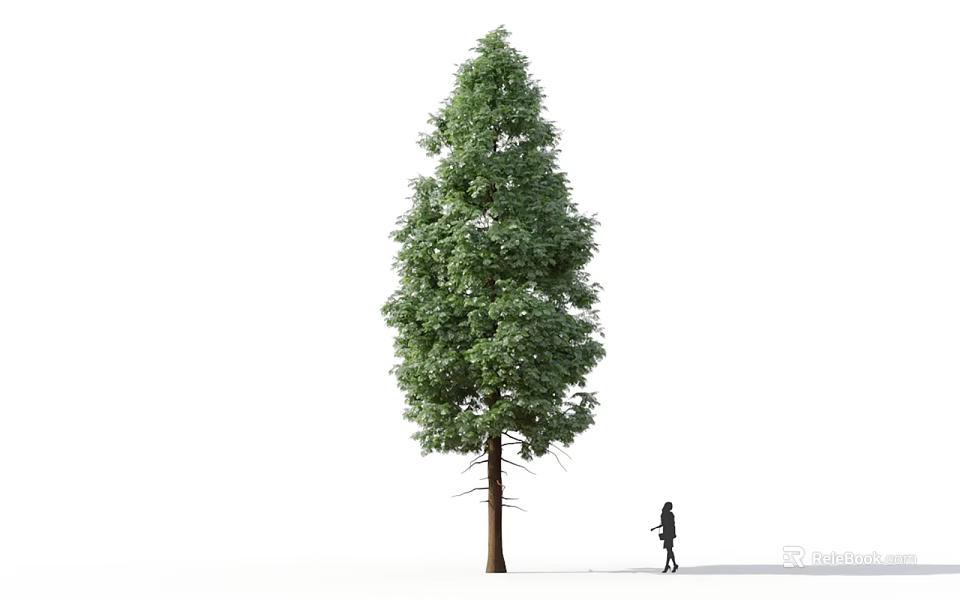 Tall Tree with Lush Green Foliage and Human Figure Standing on White Background 3d model 