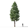Tall Tree with Lush Green Foliage and Human Figure Standing on White Background