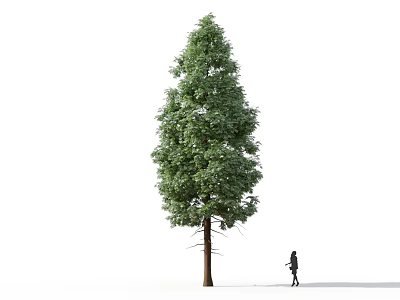 Tall Tree with Lush Green Foliage and Human Figure Standing on White Background 3d model