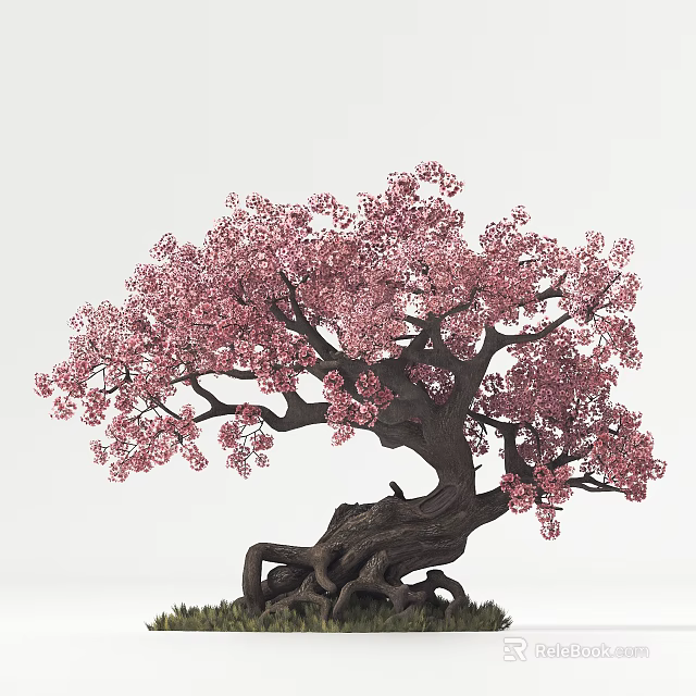 Beautiful Ornamental Arbor Featuring Pink Blossoms Twisted Trunk And Coiled Roots 3d model 