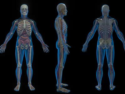 Detailed Anatomical Model Of Human Head Organs With Three View Perspectives 3d model