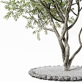 Ornamental Arbor With Thick Trunk Green Leaves And Circular Gravel Base