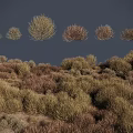 Different Types Of Shrubs In Natural Landscape With Varied Foliage And Color Tones