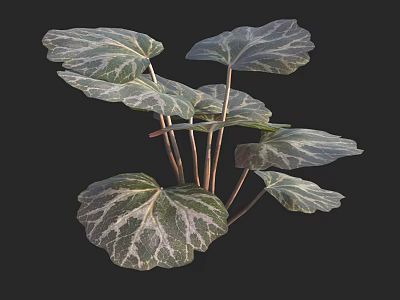 Green Plants With White Striped Leaves And Slender Stems Growing Together 3d model