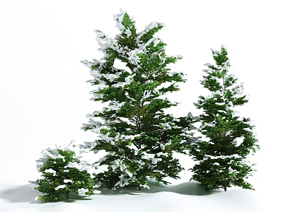 Snow Covered Evergreen Arbor Trees With Lush Green Foliage In White Setting 3d model