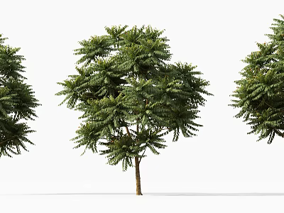 Lush Green Arbor with Dense Foliage and Brown Trunk Isolated on White 3d model