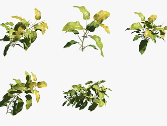 Golden Vine Velvet Flowers and Green Planting 3d model