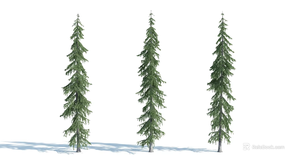 Three Tall Pine Trees With Green Foliage Straight Trunks And Natural Shadows 3d model 