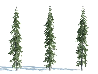 Three Tall Pine Trees With Green Foliage Straight Trunks And Natural Shadows 3d model