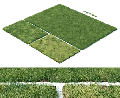Fresh Green Grass Turf Design With Different Patches And White Borders 3d model