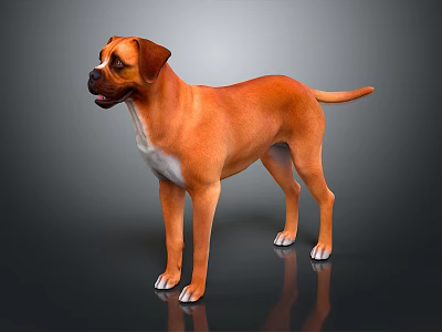 Brown Boxer Dog Standing on Gray Background with White Chest Paws and Shiny Floor 3d model