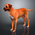 Brown Boxer Dog Standing on Gray Background with White Chest Paws and Shiny Floor
