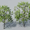 Two Red Leaf Trees With Clear Trunks Branches On White Background And Shadows 3d model