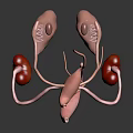 Medical Device 3D Anatomical Model Of Urinary System Organs Including Kidney Ureter And Bladder
