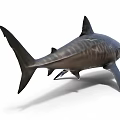 Aquatic Animal Large Grey Shark With Streamlined Body Sharp Teeth And Dorsal Fin
