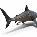 The Modern Shark 3d model