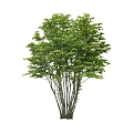 Tree 3d model