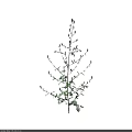 Tall Plant With Slender Stems Green Leaves And White Small Flowers On Black Background