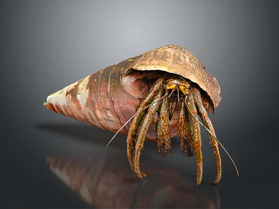 Close Up Of Hermit Crab In Brown Shell With Long Legs And Antennae On Surface 3d model