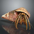 Close Up Of Hermit Crab In Brown Shell With Long Legs And Antennae On Surface