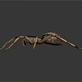 Detailed Spider With Brown Black Body And Long Legs Isolated On Gray Background In High Definition