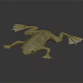 Grayish White Frog With Webbed Feet On Smooth Black Surface With Reflection 3d model